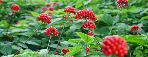 Ginseng-Fit (Женшен) капсули на топ цена от Sanct Bernhard има адаптогенни свойства и възстановява тялото и ума