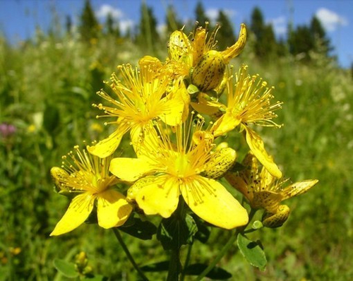 Жълт Кантарион 100 мл капки на отлична цена от Physalis е природен антидепресант.