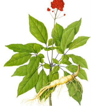 Panax Ginseng Physalis, съдържаща Женшен, се предлага на супер цена в сайта на biomall.bg и може да подобри работата на мозъка и физическата издръжливост. 