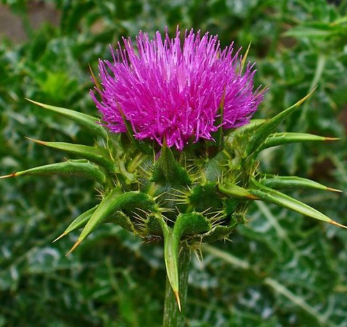 Бял Трън 100 мл капки на изгодна цена от Physalis има хепатопротективен ефект