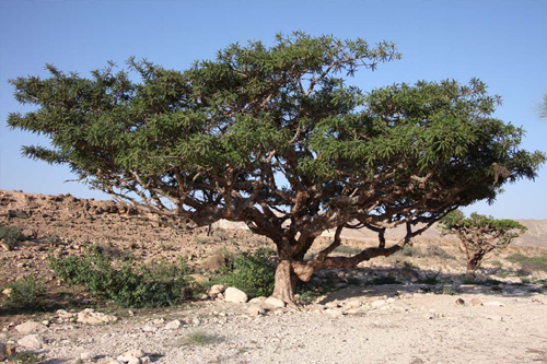 Boswellia serrata 180 таблетки на топ цена от Sanct Bernhard е най-мощното природно противовъзпалително средство