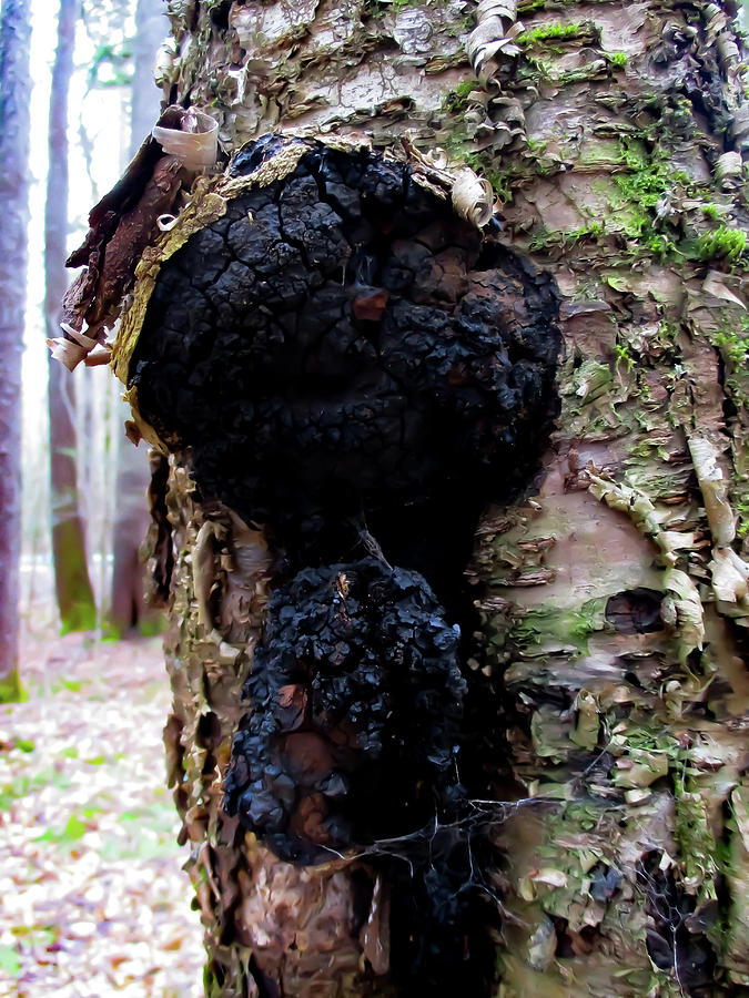 Чага Чай с Какаови Зърна от Супер Храни 2014 помага срещу възпаления, бактериални и вирусни инфекции.