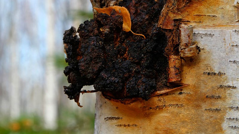 Чай на пакетчета от Чага и Зърна от какао от Супер Храни 2014 може да понижи нивото на холестерол.