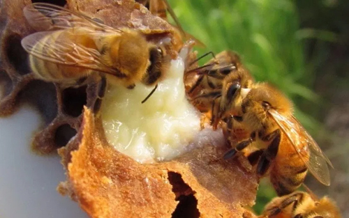 Сила за Него и Нея 120 капсули на уникална цена от Sanct Bernhard има висока бионаличност