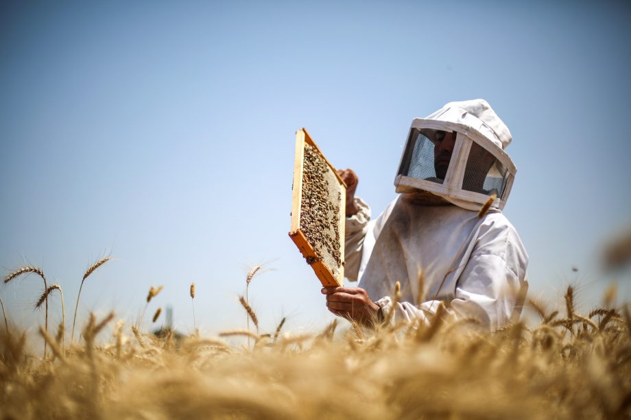 Богатият, уникален аромат на UMF® 10+ Manuka Honey го отличава от всички останали видове мед.