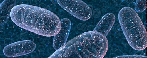 PQQ-10 30 Softgels на отлична цена от Natural Factors подпомага работата на митохондриите