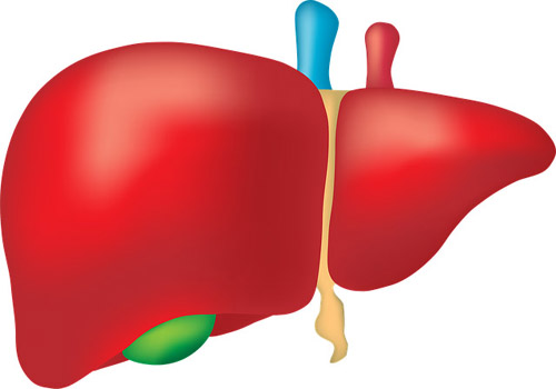 LIVURON FORTE 24 капсули на изгодна цена от NaturPharma помага при хаепатит и цироза, инхибира възпалението