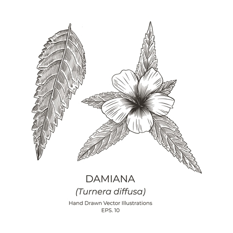 Damiana Leaf Extract 500 мг 100 капсули на топ цена от Haya Labs регулира хормоналния баланс и подобрява общия тонус