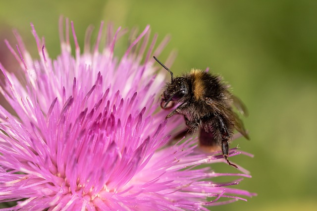 Milk Thistle (Магарешки бодил) на топ цена се грижи за правилното функциониране на имунната система.