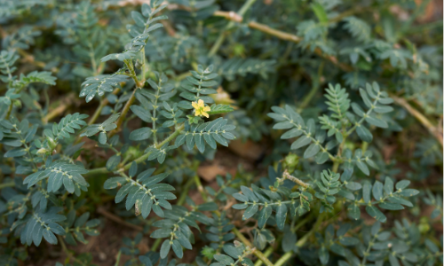 Tribulus Terrestris 1000 мг таблетки на топ цена от Haya Labs подходящ за спортисти.