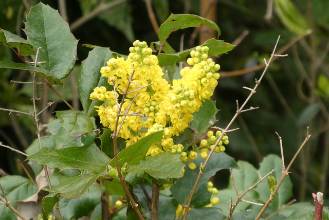 Berberine 200 мг 60 капсули на топ цена от Bioherba контролира нивата на кръвната захар.