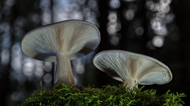 Cordyceps (Кордицепс) на топ цена повишава сексуалното желание и либидото.