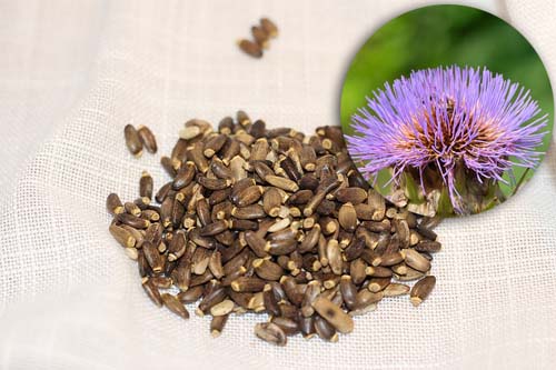 Milk Thistle 100% Seed Powder 200 гр на топ цена от BioTona предпазва черния дроб