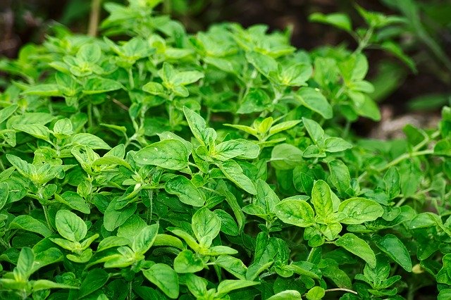 Oil of Oregano Extract 20 мл на топ цена от Bioherba подпомага имунната система и стомашното здраве.