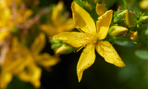 Жълт кантарион за добро настроение таблетки на топ цена от Haya Labs подобрява качеството на съня.