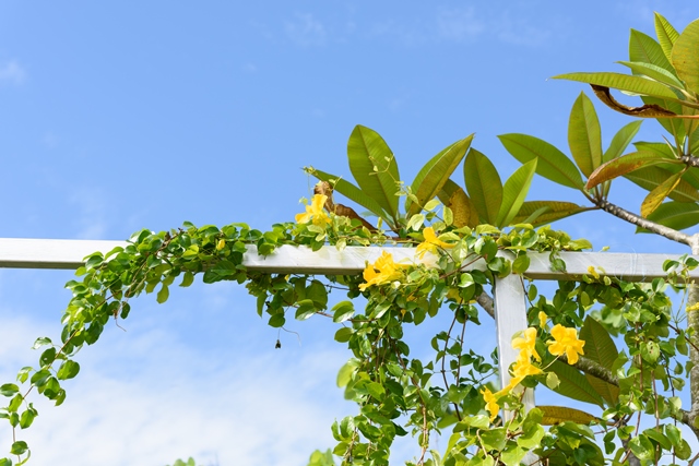 Cat's Claw 60 веган капсули на топ цена от Nature's Way стимулира имунната система.