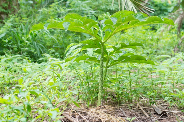 Glucomannan From Konjac Root 665 мг 100 веган капсули |на топ цена от Nature's Way дава чувство за ситост и пълнота след хранене.