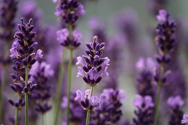 Lavender Oil 10 мл на топ цена от Bioherba има успокояващ ефект. 