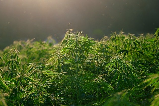 CBD Spray 246 мг канабидиол 25 мл на топ цена от BetterYou помага при стрес