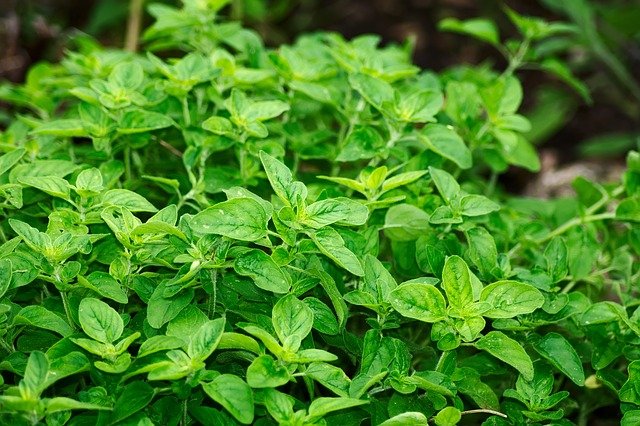 Oregano in Olive Oil 10 мл на топ цена от Bioherba засилва имунитета.