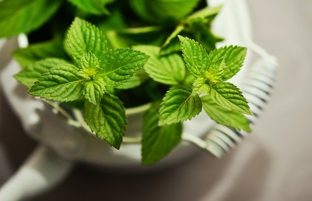 Peppermint Oil 10 мл на топ цена от Bioherba успокоява мускулите.