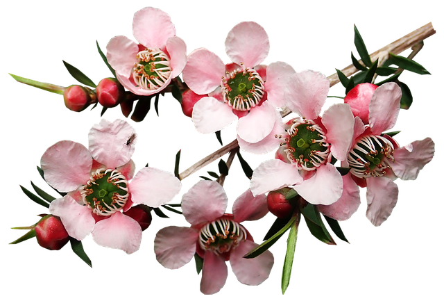 Етерично Масло от Чаено Дърво на топ цена притежава бактерицидно, противогъбично, противовирусно и имуностимулиращо действие.