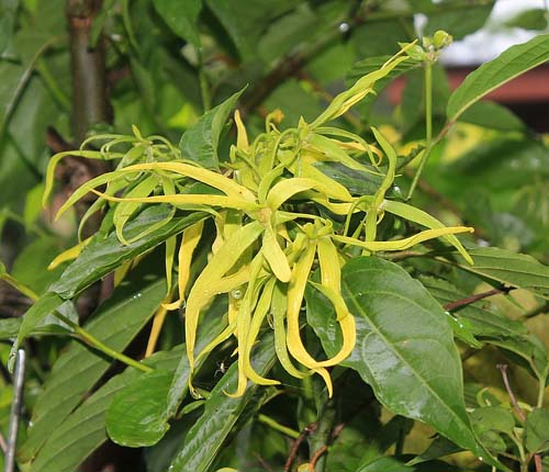 Ylang Ylang Oil 10 мл на прекрасна цена от Bioherba подобрява емоционалното състояние и настроението