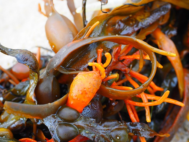 Кафяви Водорасли (Bladderwrack) на топ цена подпомага загубата на килограми.