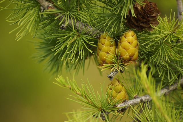 Cedarwood (Cedrus Atlantica) Oil 10 мл на топ цена от Bioherba подобрява настроението и енергията. 