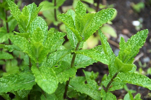 Mint Oil (Mentha Citrata) 10 мл на топ цена от Bioherba с успокояващ и мек аромат. 