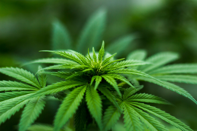 CBD Масло на топ цена е одобрен с терпен за по-добър ефект.