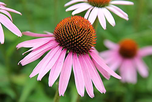 Echinacea 99.9% Alcohol Free 30 мл на супер цена от Nature's Way стимулира имунитета