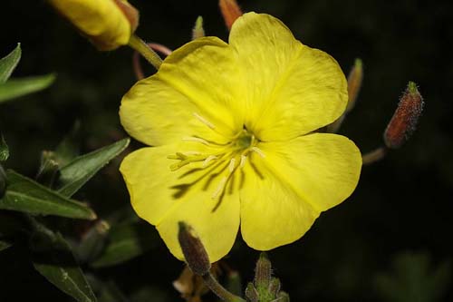 Evening Primrose Max Strength 1300 мг 60/120 гел-капсули на топ цена от Nature's Way облекчава симптомите на предменструалния синдром