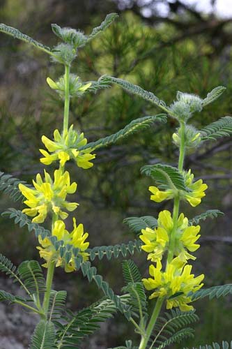 Astragalus 470 мг 100 капсули на топ цена от Nature's Garden регулира имунната система