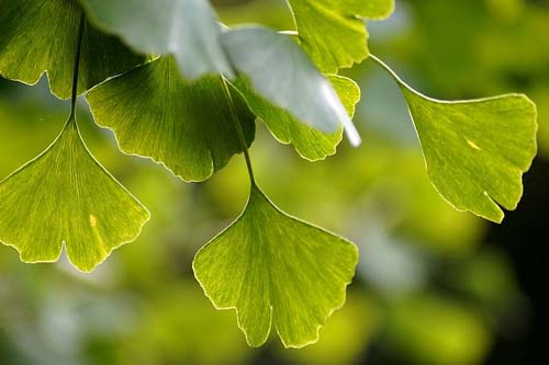 Ginkgo Leaf 250 мг 100 таблетки на супер цена от Nature's Garden подобрява паметта