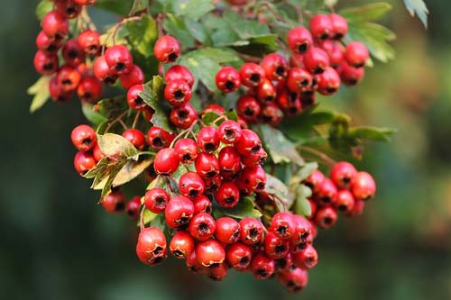 Hаwthorn Crataegus Extract 300 мг 60 капсули на чудесна цена от Cvetita Herbal подкрепя здравето на сърцето