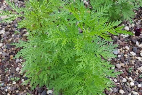 Artemisinin 100 мг 90 вегетариански капсули на супер цена от Biovea убива раковите клетки