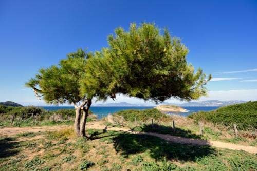 Pycnogenol 100 мг 60 веге капсули на отлична цена от Healthy Origins съдържа уникална комбинация от антиоксиданти