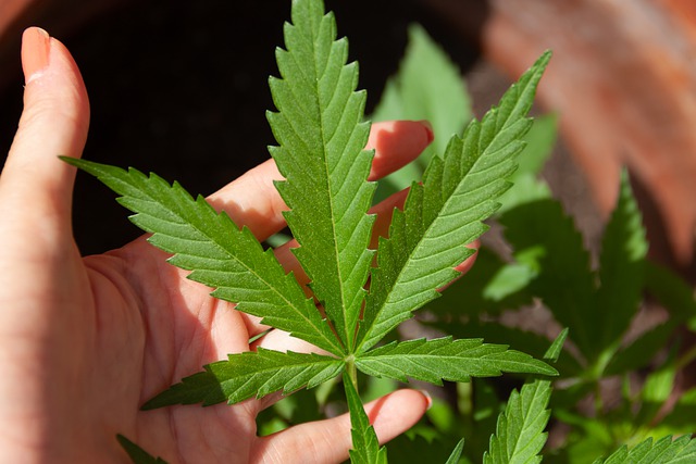 CBD Вода за Уста с Канабидиол на топ цена намалява риска от кариес.