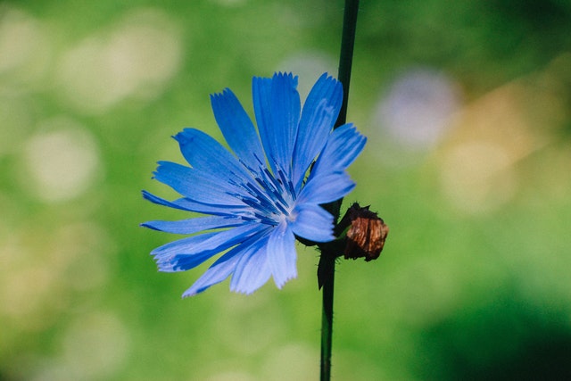 Darm Ballaststoffe mit Inulin 280 дъвчащи таблетки на топ цена от Barbel Drexel помага за управление на теглото.