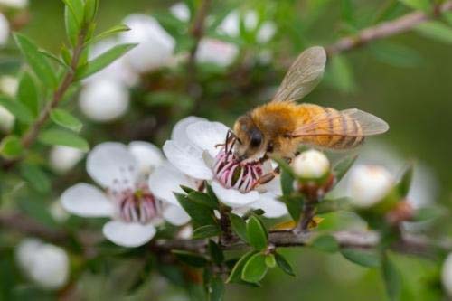 Manuka Honey MGO 70 250 гр от Manuka Doctor има противовъзпалителни свойства