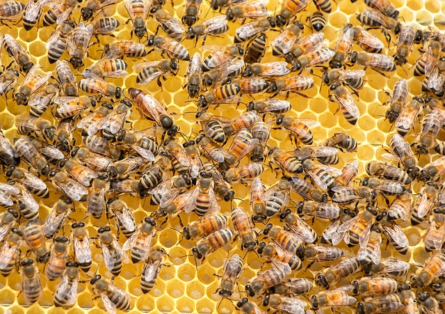 Manuka Honey MGO 1000 на топцена от Manuka Doctor е с гаранция за силна антимикробна активност на меда.