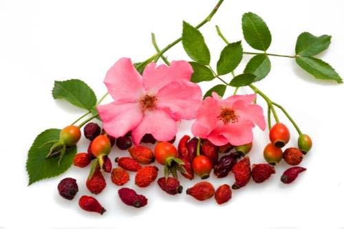 Студено пресовано шипково масло с етерично масло от римска лайка намалява белезите и стриите.