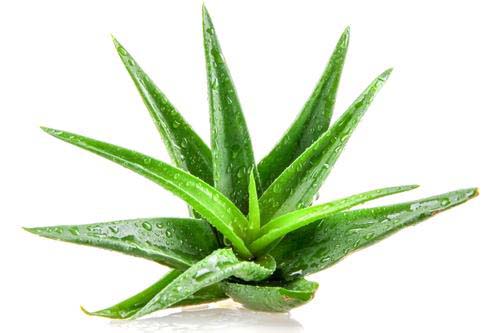 Aloe Vera Concentrate 6000 мг 90 капсули на супер цена от Vitabay поддържа здравословното храносмилане