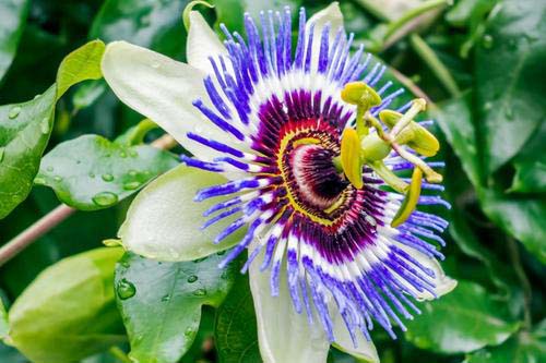 Passionsblume Extrakt 3750 мг 120 капсули на добра цена от Vitavay неутрализира безпокойството и тревожността