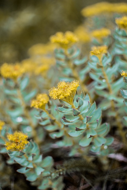 Rhodiola Rosea Extract 500 мг 120 капсули на ниска цена от Double Wood успешнон се бори с тревожните мисли и наличието на депресия. 