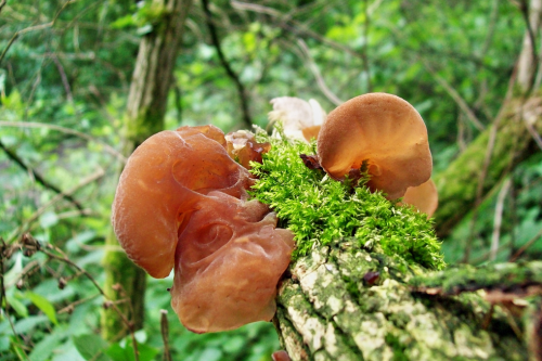 Auricularia 555 мг 60 капсули от Doctor Nature на топ цена в сайта на BioMall.bg e ефективna при рак, хепатит, диабет, имунна недостатъчност.