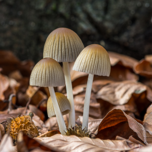 Coprinus 555 мг 60 капсули от Doctor Nature на изгодна цена подобрява имунната система, антисептичното и антиоксидантно действие, както и подкрепа за общото здравословно състояние.