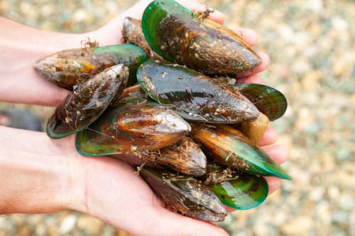 Green-lipped Mussel Complex 60 таблетки на добра цена от Mattisson Healthstyle осигурява пълнозенна храна за здравето на ставите