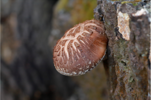 Shiitake Plus 555 мг 60 капсули от Doctor Nature на топ цена подпомага работата на стомаха и сърдечно-съдовата система, подобрява функцията на храносмилателната система.